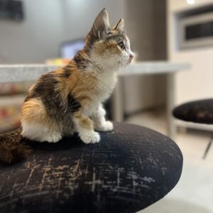 بچه گربه ای زیبا واگذار میشود
