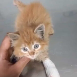 گربه، orange dsh