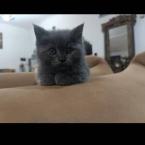 بچه گربه اسکاتیش