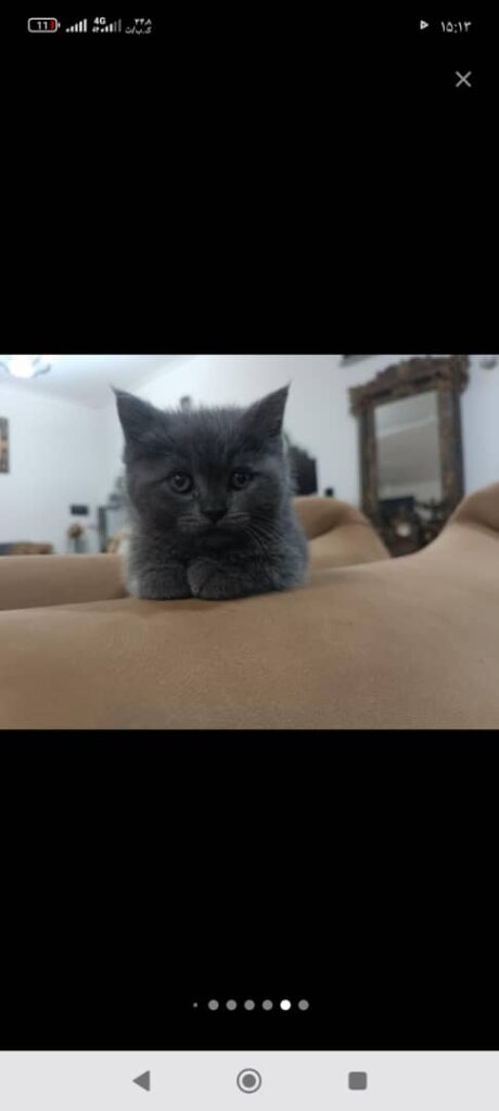 بچه گربه اسکاتیش