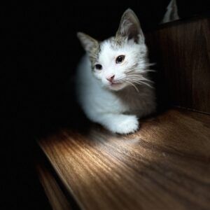 گربه dsh