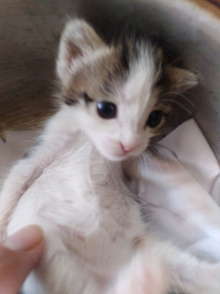 واگذاری بچه گربه