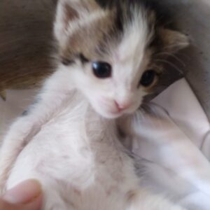 واگذاری بچه گربه