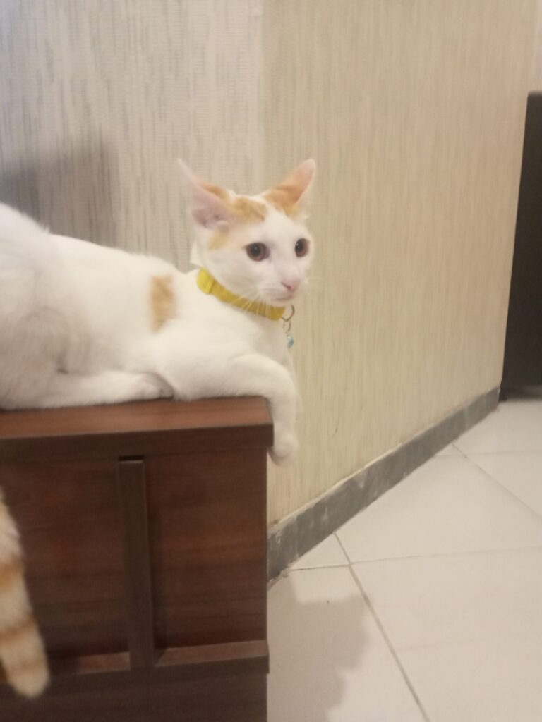 واگذاری رایگان گربه