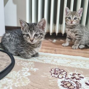 واگذاری دوتا بچه گربه