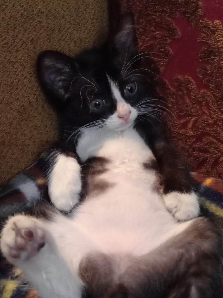بچه گربه دختر