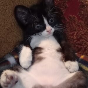 بچه گربه دختر