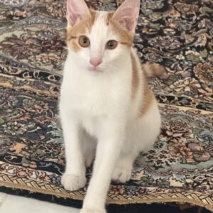 گربه dsh