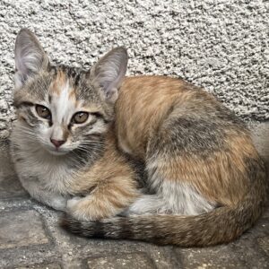 واگذاری 2 گربه ماده تک و با هم