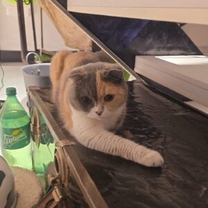 گربه اسکاتیش