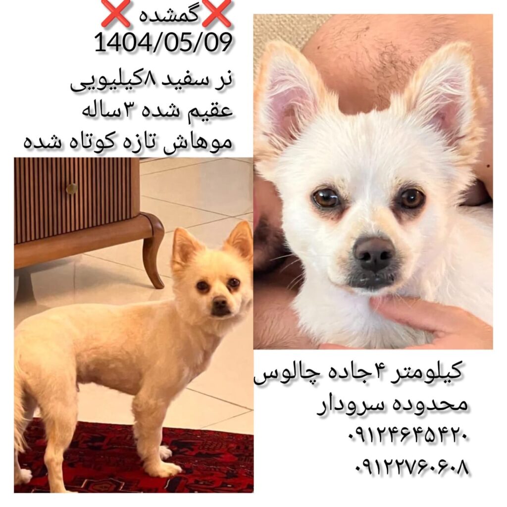 سگ گمشده(مژدگانی خوب برای پیداشدن)