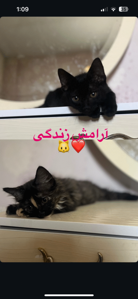 واگذاری گربه