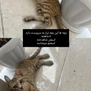 واگذاری گربه