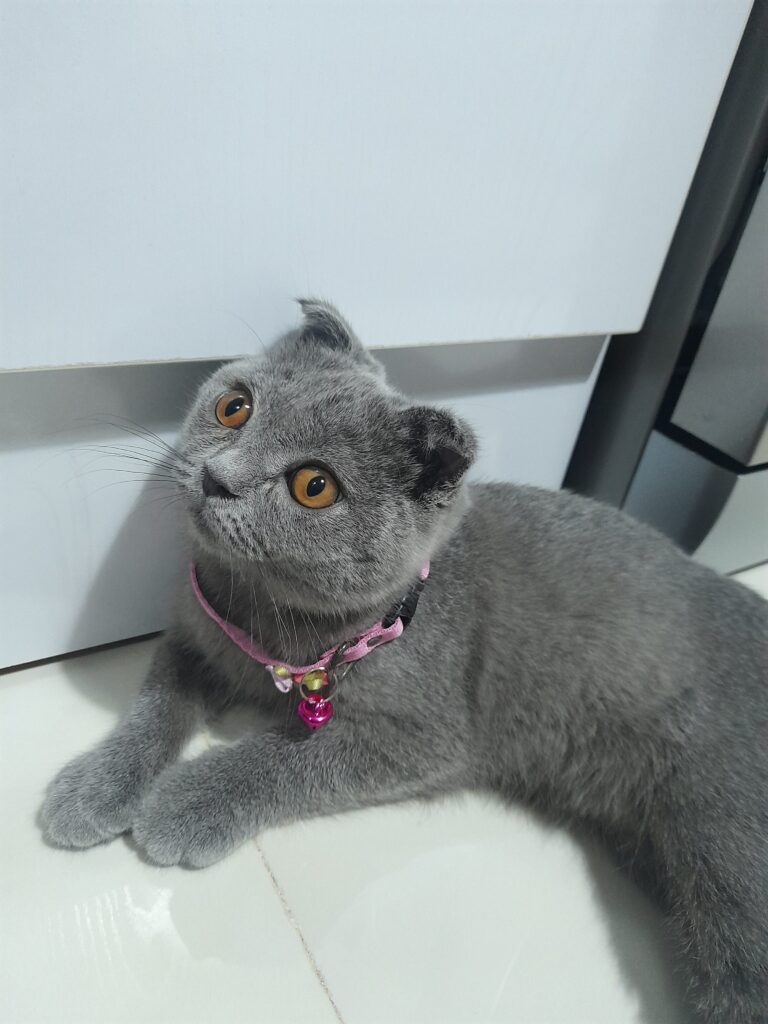 فروش گربه اسکاتیش ماده 3 ماهه