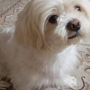سگ شیتزو مالتیز مهربون
