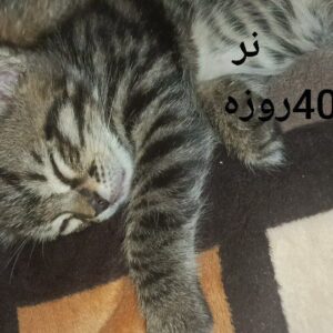 واگزاری گربه
