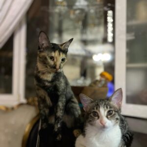 واگذاری این بچه گربه ها چهار ماهشون هست