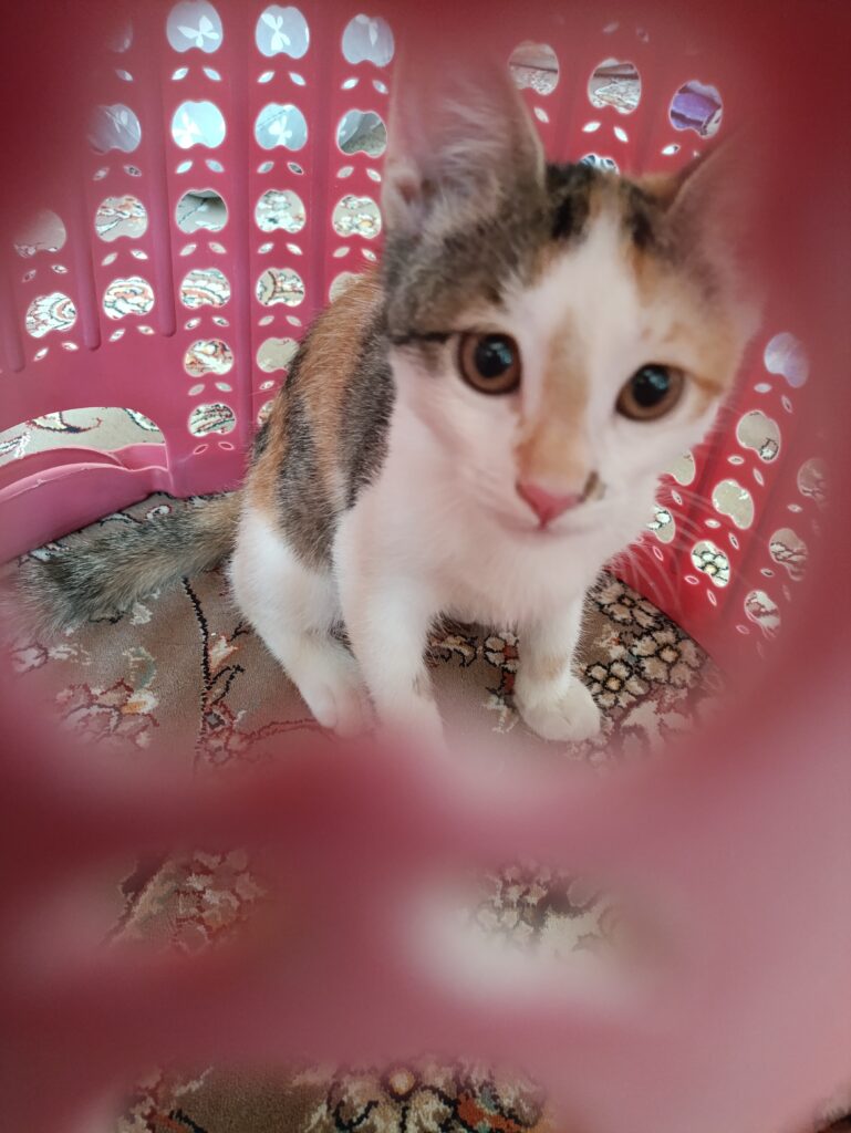 گربه ماده ۶ماهه