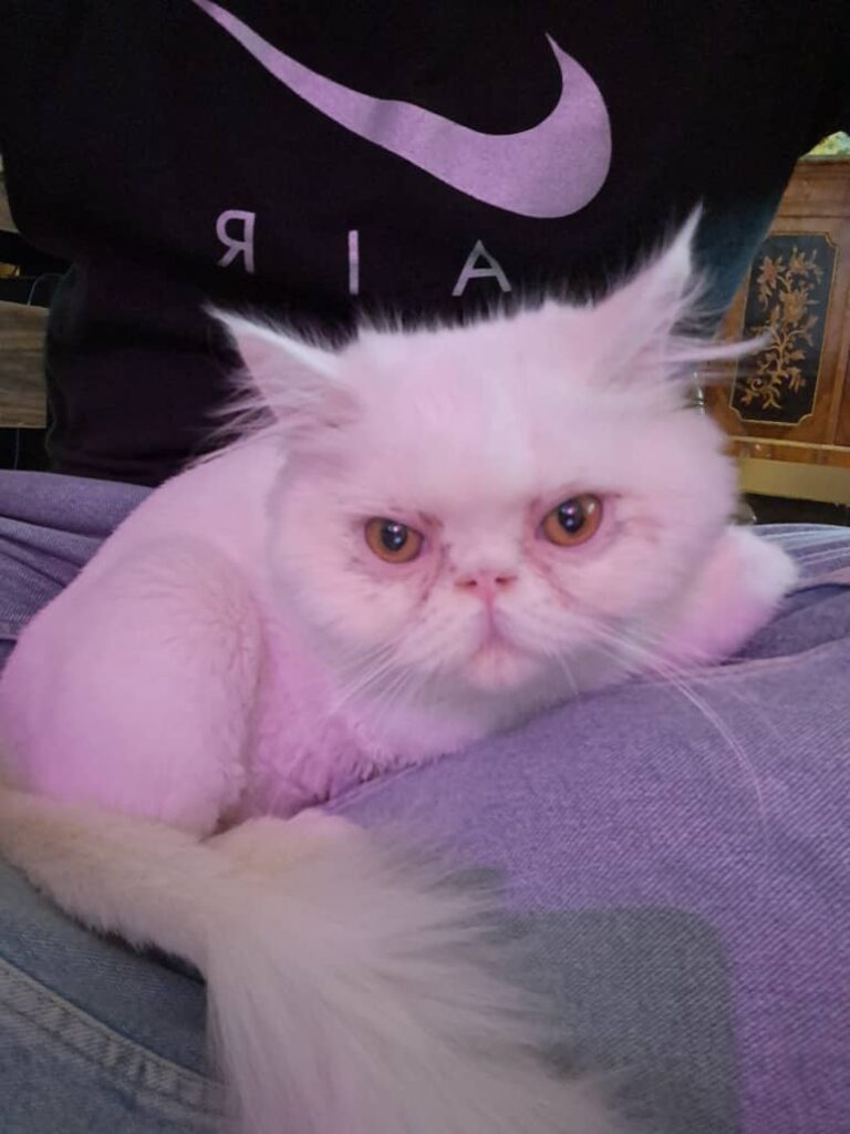 واگذاری گربه پرشین