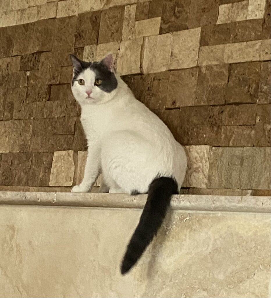 گربه گمشده