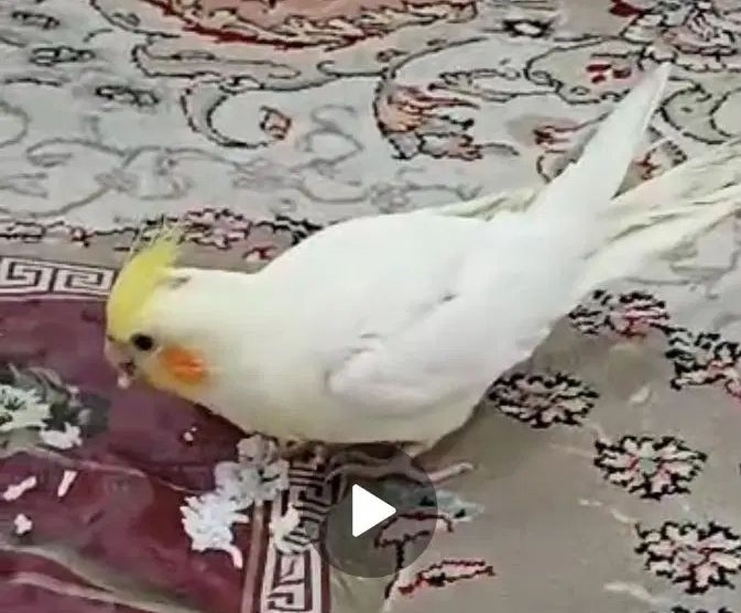 عروس هلندی گم شده در محدوده امامزاده رودبند