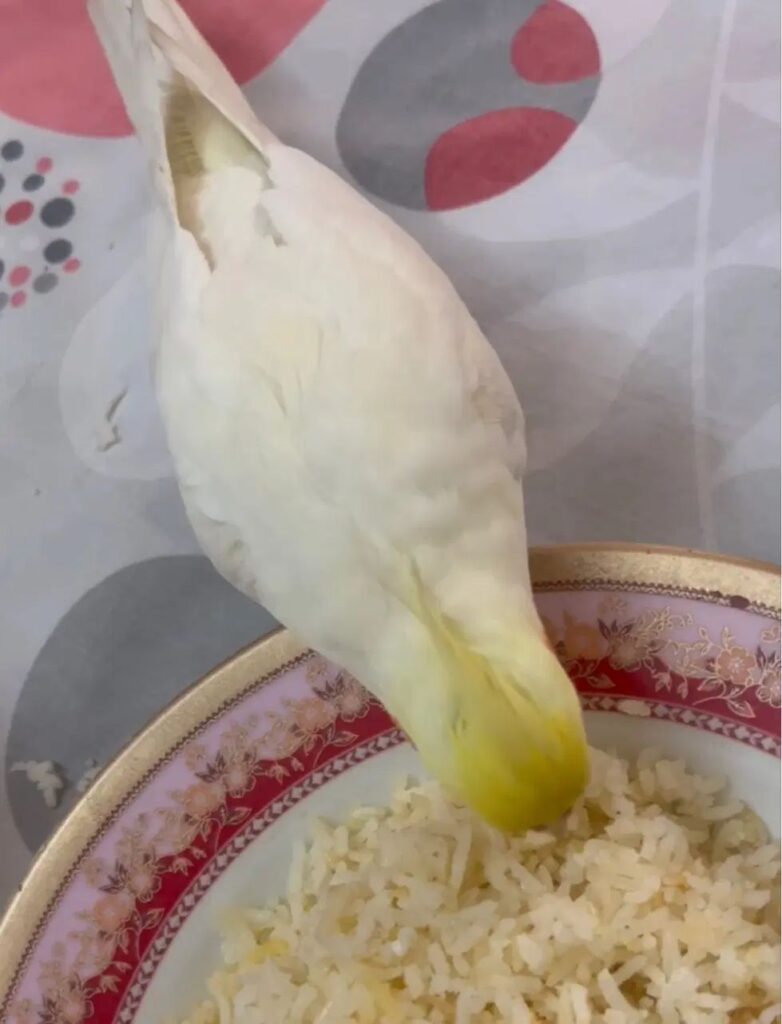 عروس هلندی گمشده در محدوده کوی دانش
