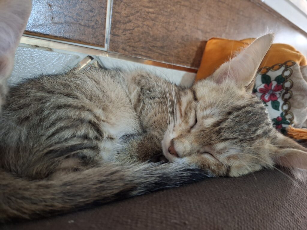 واگذاری گربه ی چهار ماهه