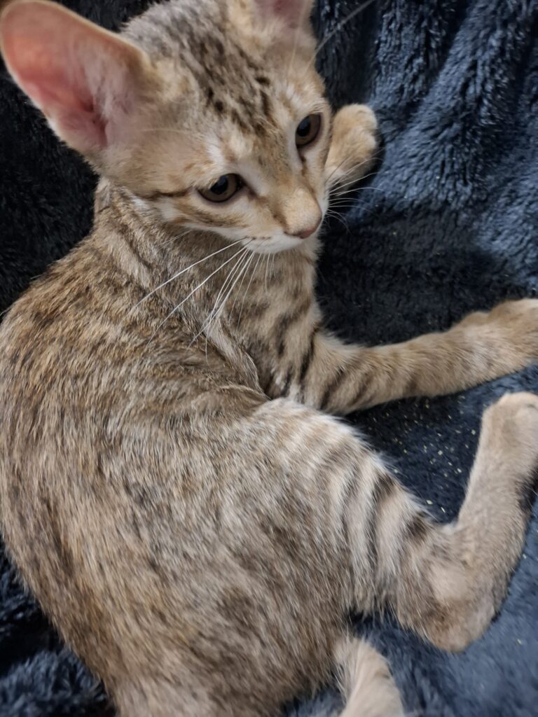 واگذاری گربه ی چهار ماهه