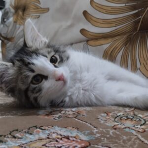 بچه گربه