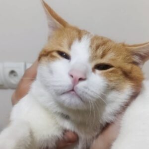 واگذاری گربه DSH رایگان