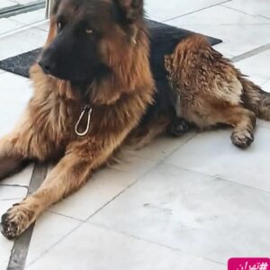 سگ ژرمن شپرد گمشده