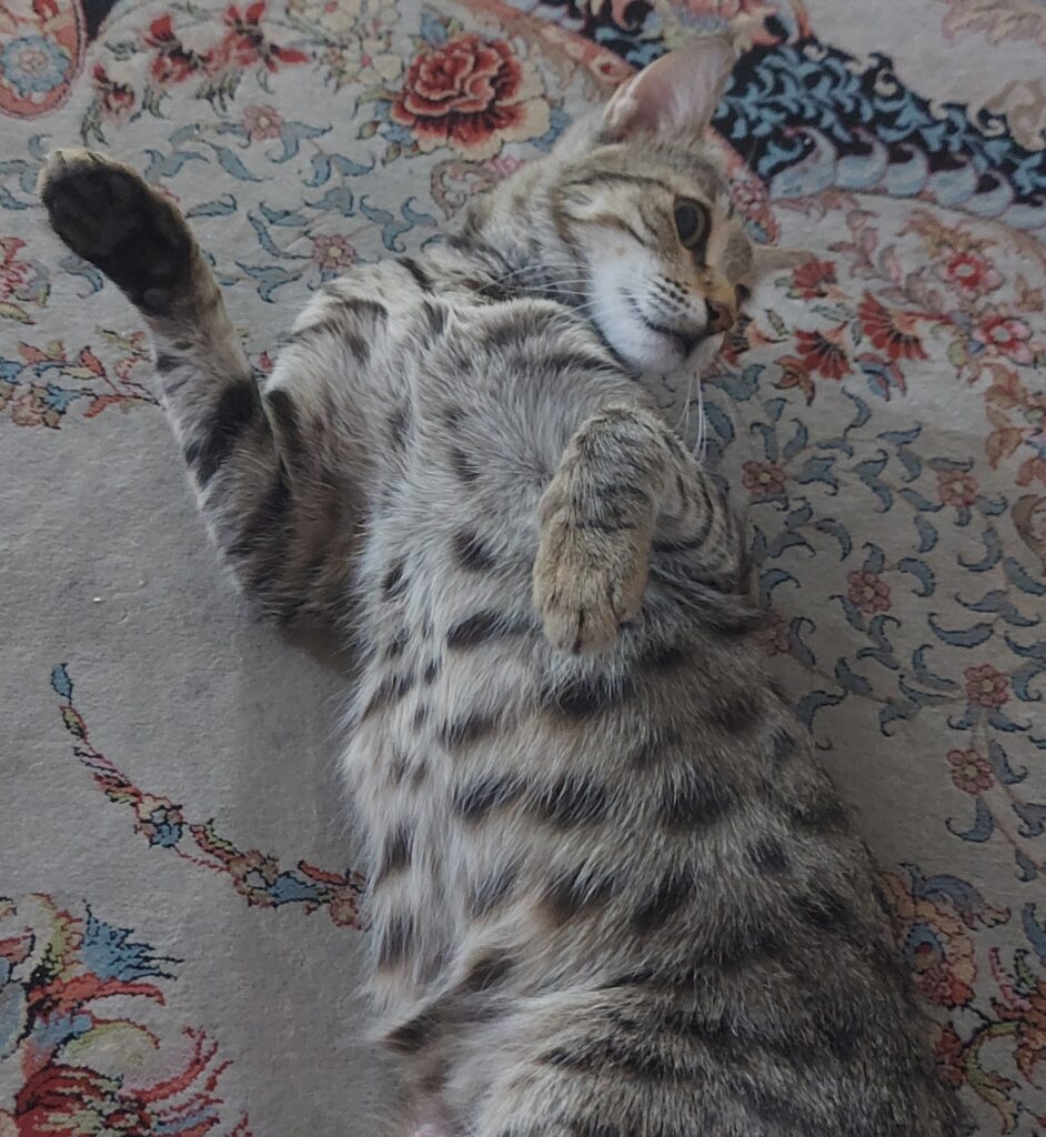 واگذاری گربه