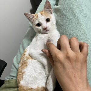 واگذاری بچه گربه ماده