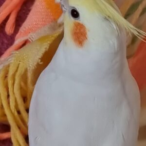 عروس هلندی گمشده