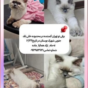 گربه ماده نه ماه بنام برفی نژاد همالیا سفید بعضی جاهاش طوسی