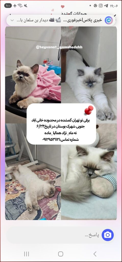 گربه ماده نه ماه بنام برفی نژاد همالیا سفید بعضی جاهاش طوسی