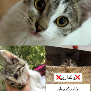 خانم کوچولو دنبال خانواده ای مهربون