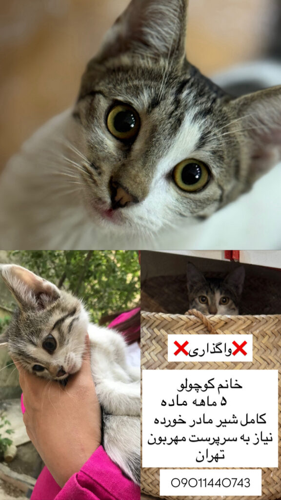 خانم کوچولو دنبال خانواده ای مهربون
