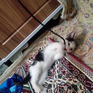 واگذاری بچه گربه سه ماهه