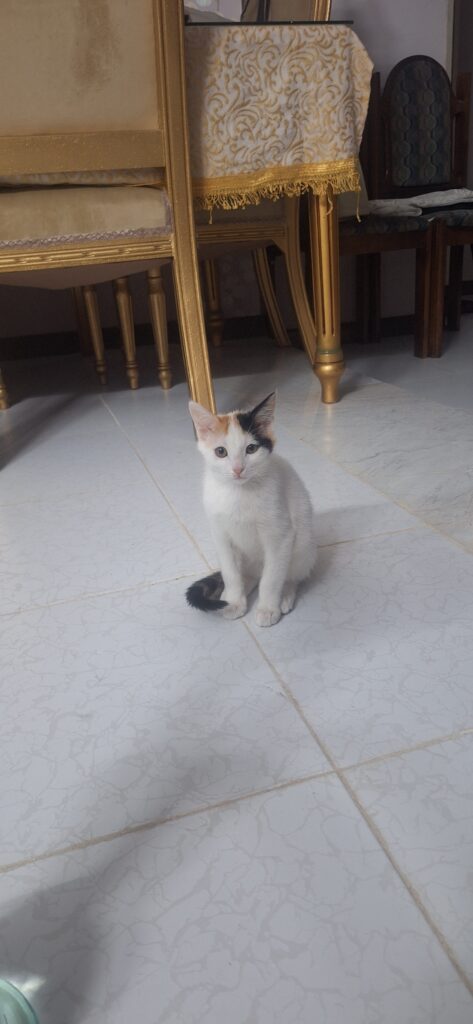 واگذاری بچه گربه ۲ ماهه شناسنامه دار