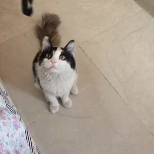نژاد کالیکو رایگان