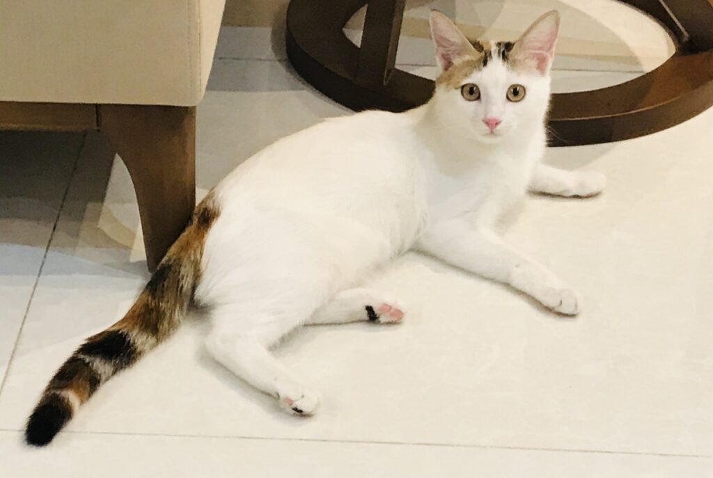 بچه گربه