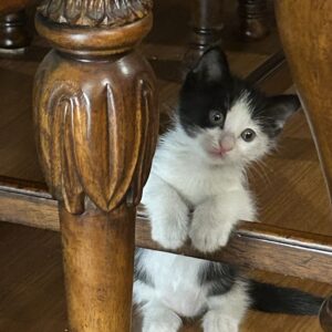 گربه ماده باهوش و بامزه (دوماهه)