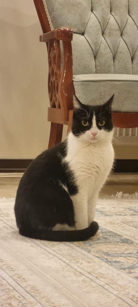 واگذاری گربه Dsh رایگان