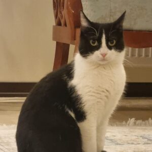 واگذاری گربه Dsh رایگان