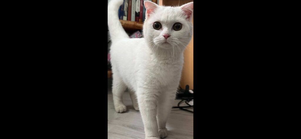 🐾 «گربه ماده سفیدِ خوشگل، آرام و بازیگوش – واکسینه شده»