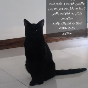 گربه نر یک ساله و نیم جفت چشم ها نابینا