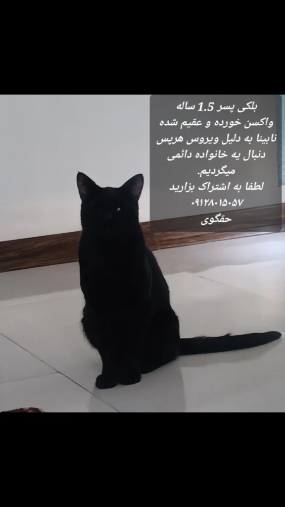 گربه نر یک ساله و نیم جفت چشم ها نابینا