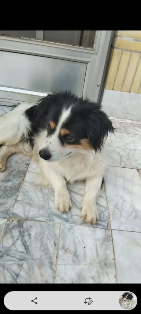 واگذاری به خانواده ی مطمئن