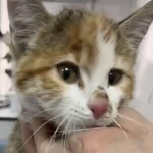 بچه گربه دوماهه